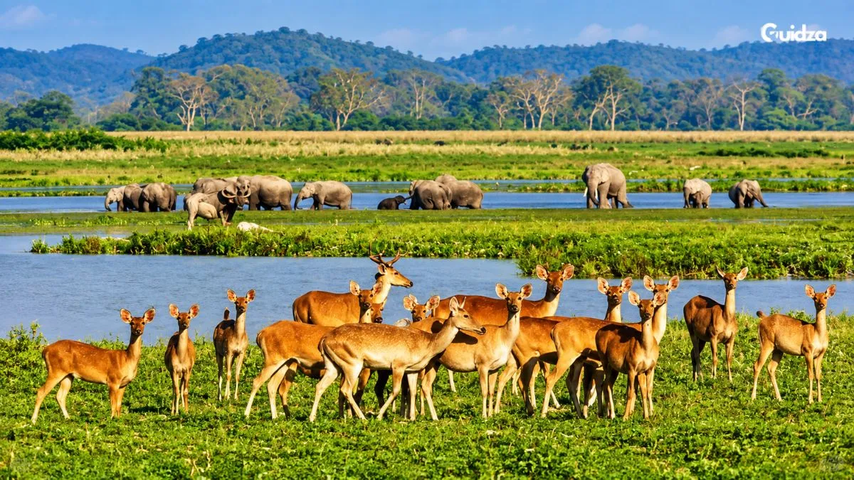 Kaziranga National Park